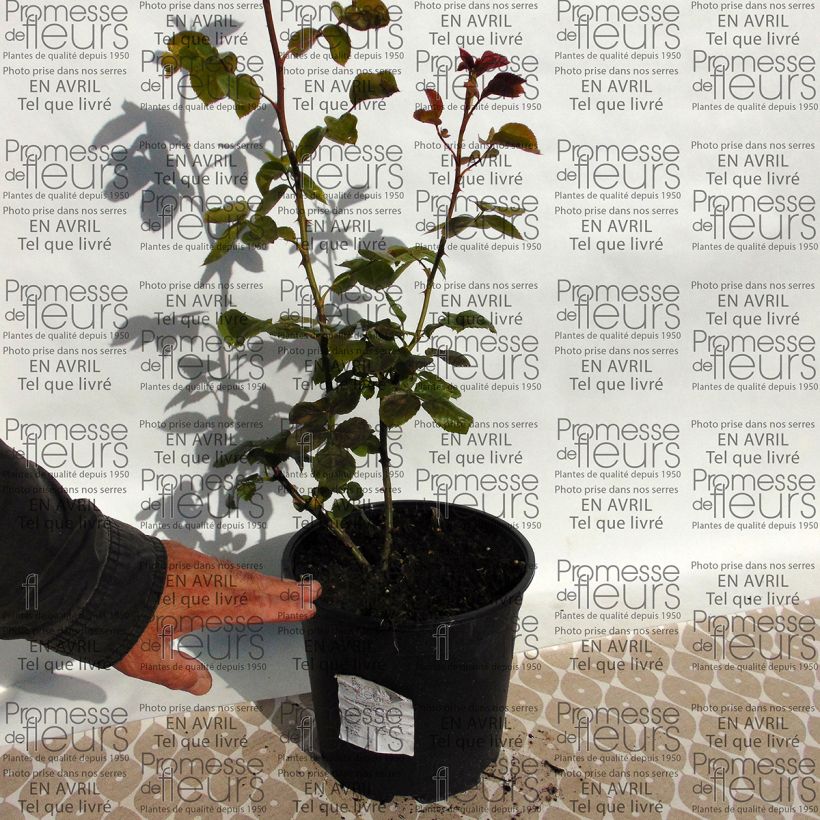 Ejemplo de ejemplar de Rosal Times Past - Rosal trepador Maceta 4L/5L tal y como se entrega