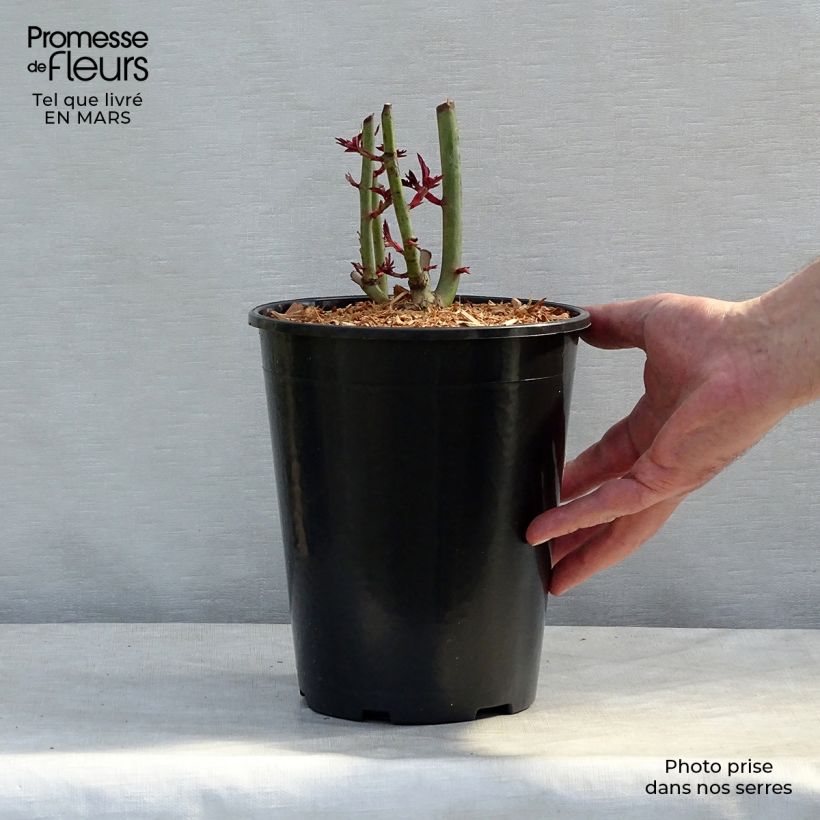 Rosal Treasure Trove - Rosal trepador Maceta 4L/5L Ejemplar entregado en la primavera