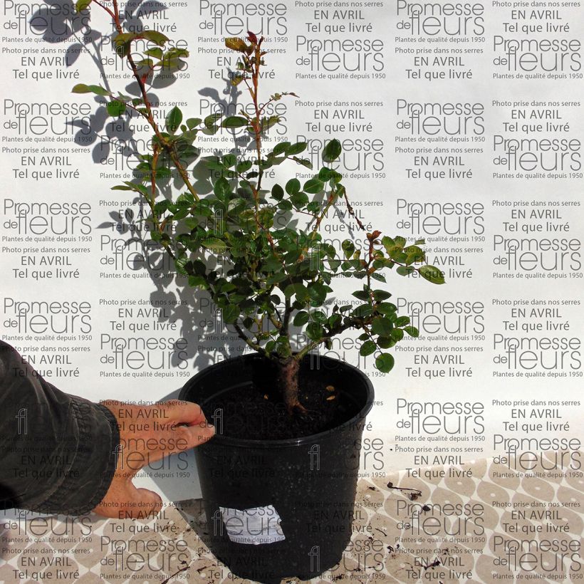 Ejemplo de ejemplar de Rosal Waltz - Rosal trepador Maceta 4L/5L tal y como se entrega