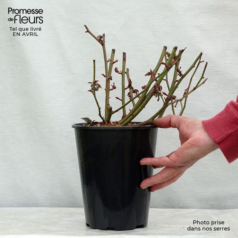 Rosal Zéphirine Drouhin - Rosal trepador Maceta 4L/5L Ejemplar entregado en la primavera