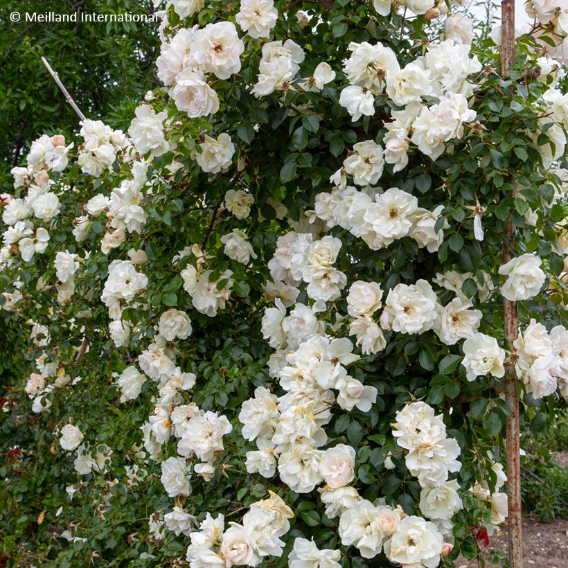 Rosal Jean Honoré Mus - Rosal liana (Porte)
