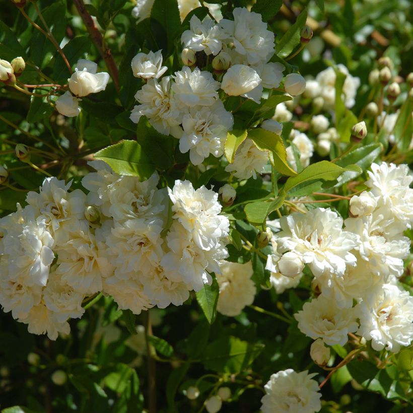 Rosal Paul's Himalayan Musk - Rosal liana (Follaje)
