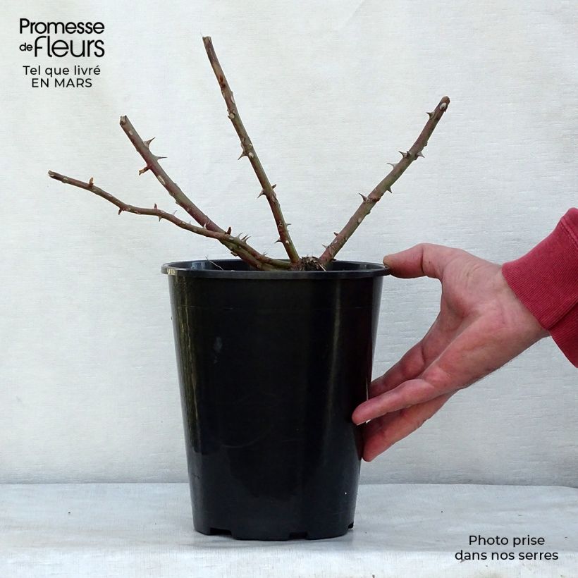 Rosal filipes Kiftsgate - Rosal liana Maceta 4L/5L Ejemplar entregado en la primavera