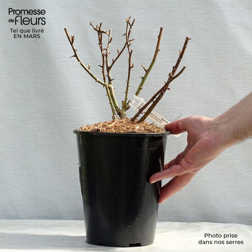 Rosal Bordure Camaïeu - Rosal tapizante Maceta 3L/4L Ejemplar entregado en la primavera