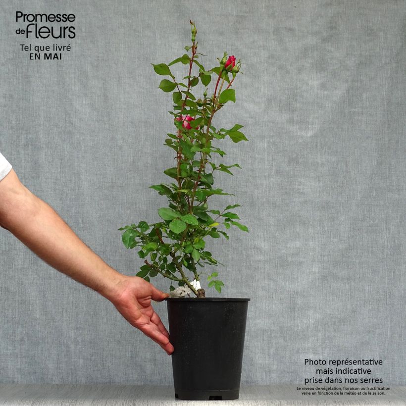 Rosal Bordure Vive - Rosal tapizante Maceta 4L/5L Ejemplar entregado en la primavera