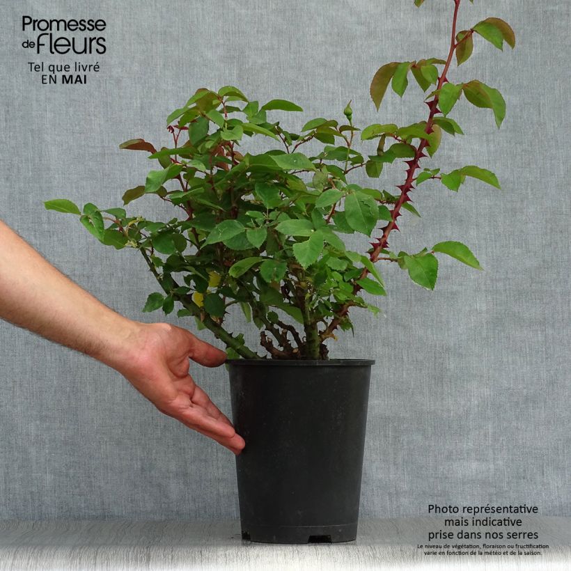 Rosal Bordure d'Or - Rosal tapizante Maceta 2L/3L Ejemplar entregado en la primavera