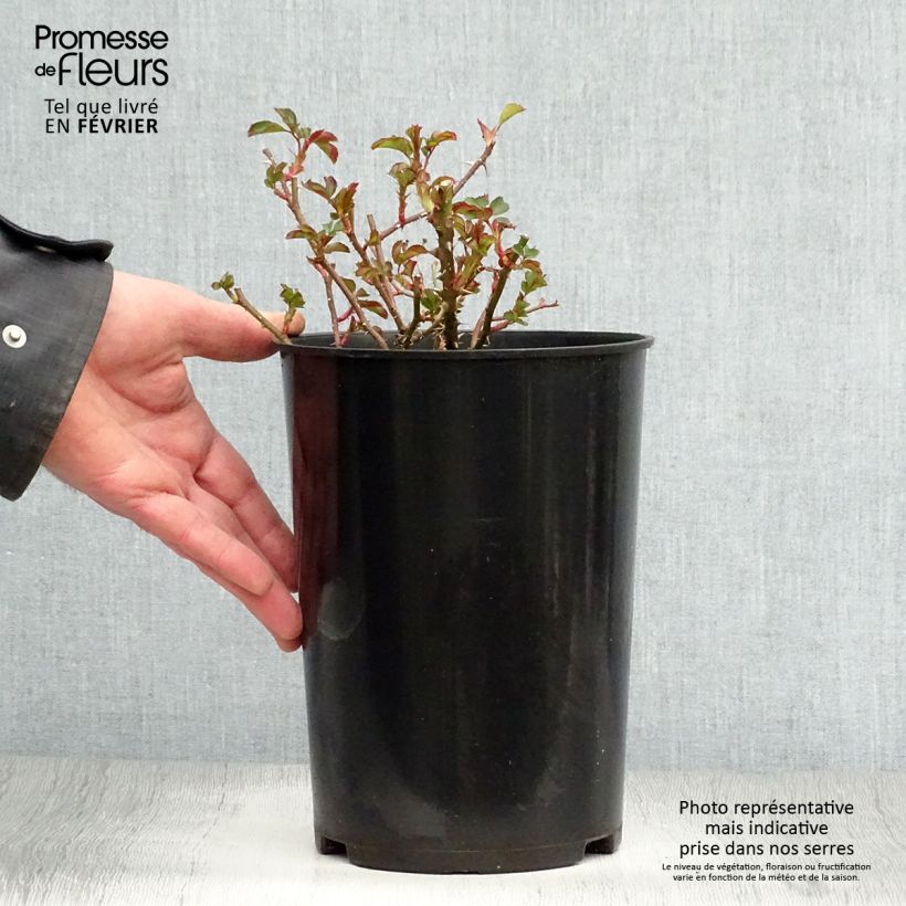 Rosal persica Coral Babylon Eyes - Rosal tapizante Maceta 4L/5L Ejemplar entregado en invierno
