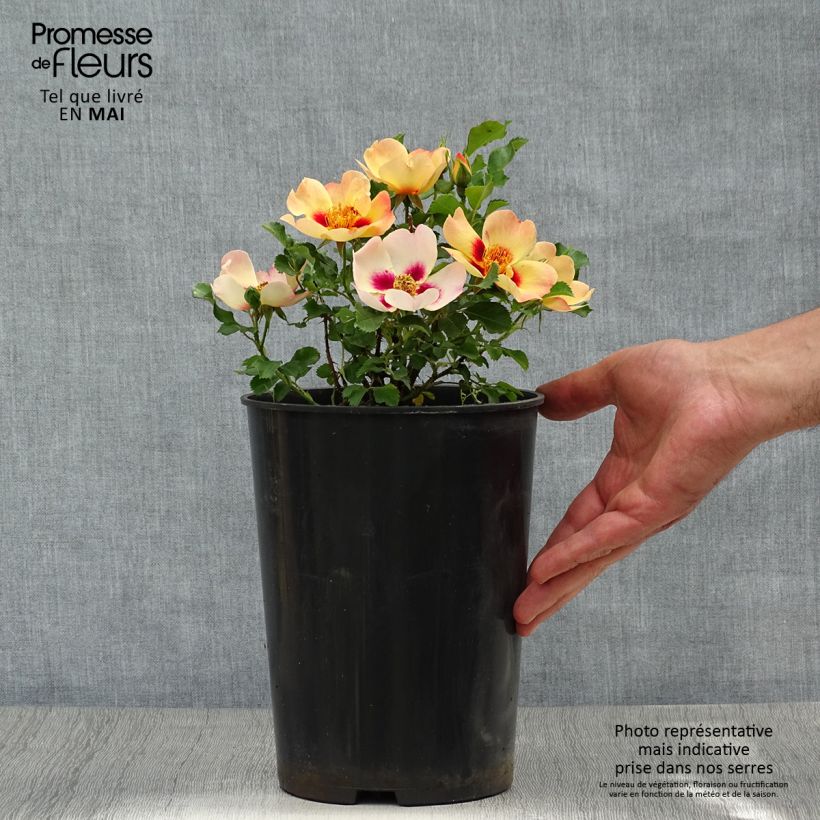 Rosal persica Coral Babylon Eyes - Rosal tapizante Maceta 4L/5L Ejemplar entregado en la primavera