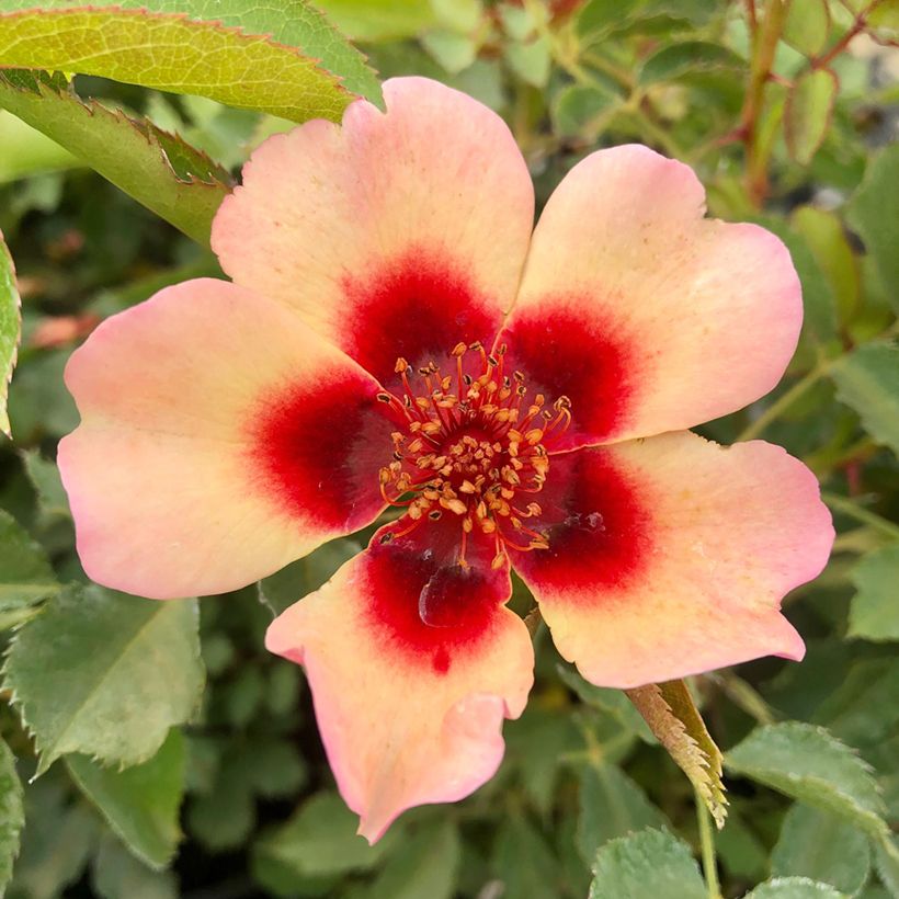Rosal persica Fancy Babylon Eyes - Rosal tapizante (Floración)