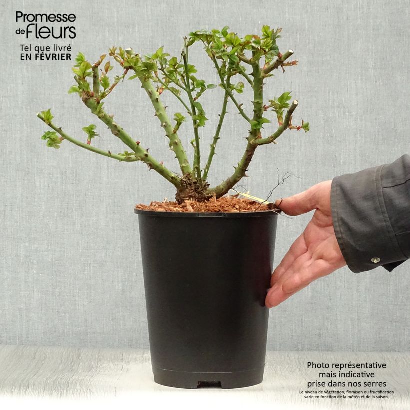 Rosal Ruby Ruby Weksactrumi - Rosal tapizante Maceta 2L/3L Ejemplar entregado en invierno