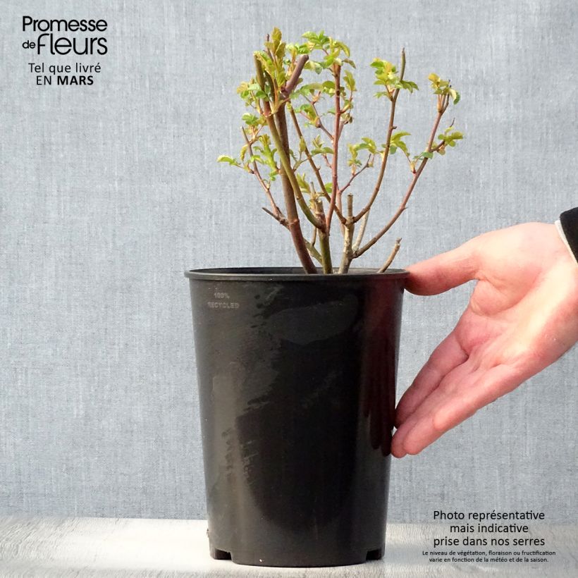 Rosal Koster Orange - Rosal tapizante Maceta 3L/4L Ejemplar entregado en la primavera