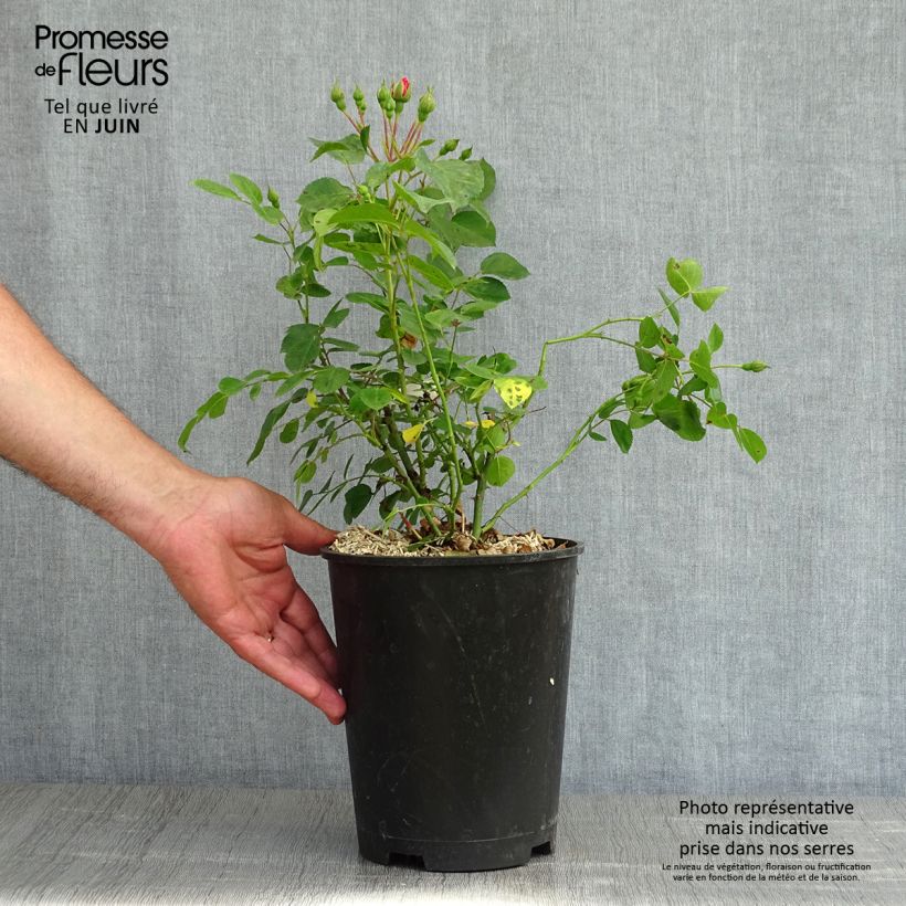 Rosal Les Quatre Saisons - Rosal paisajístico Maceta 4L/5L Ejemplar entregado en la primavera