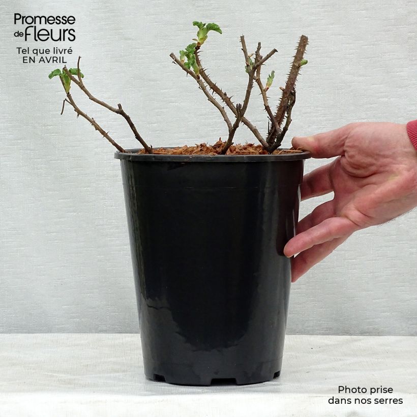 Rosal rugosa Frau Dagmar Hastrup Maceta 2L/3L Ejemplar entregado en la primavera