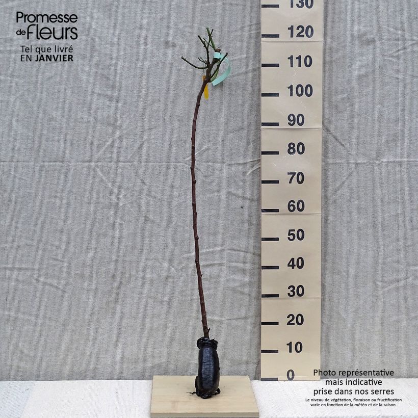 Rosal Friesia Koresia (Rosal de pie alto) Raíz desnudaAltura de entrega aprox. 110/150cm Ejemplar entregado en invierno