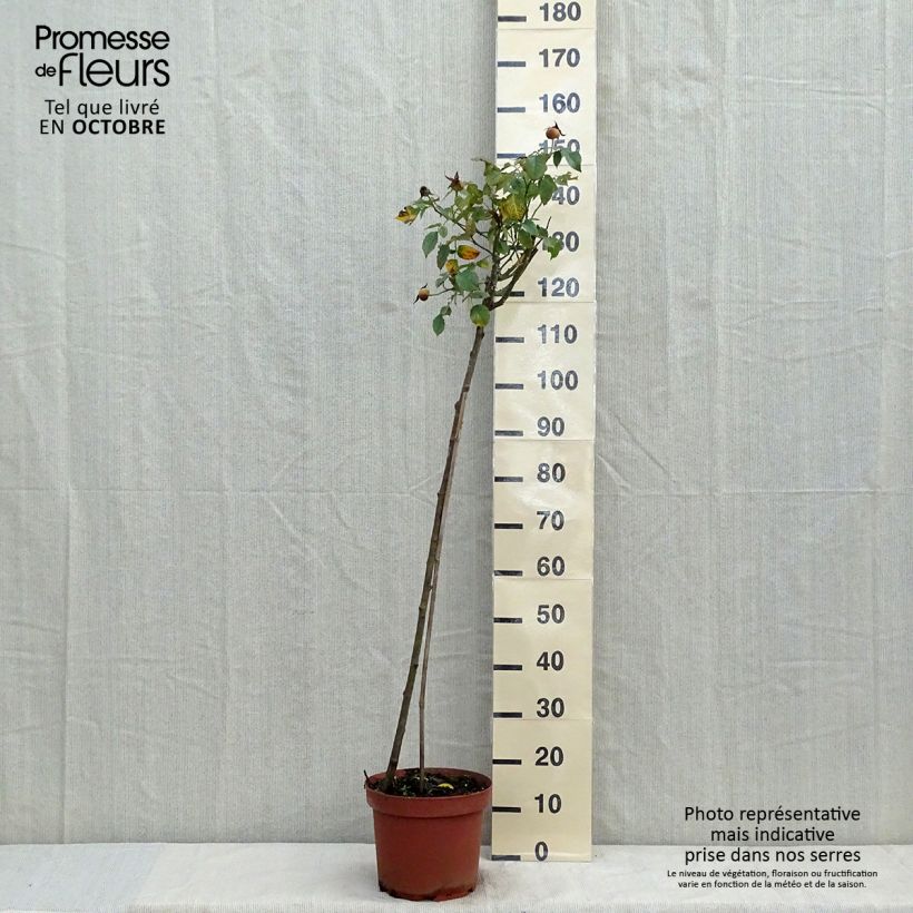 Ejemplar de Rosal Friesia Koresia (Rosal de pie alto) Maceta 7,5L/10L entregado en otoño
