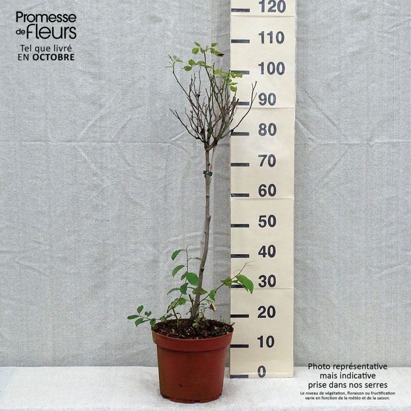 Ejemplar de Rosal polyantha Global Hit (Rosal de pie alto) Maceta 4L/5L entregado en otoño