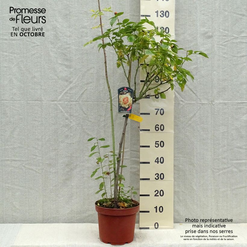 Ejemplar de Rosal Hansestadt Rostock (Rosal de pie alto) Maceta 4L/5L entregado en otoño