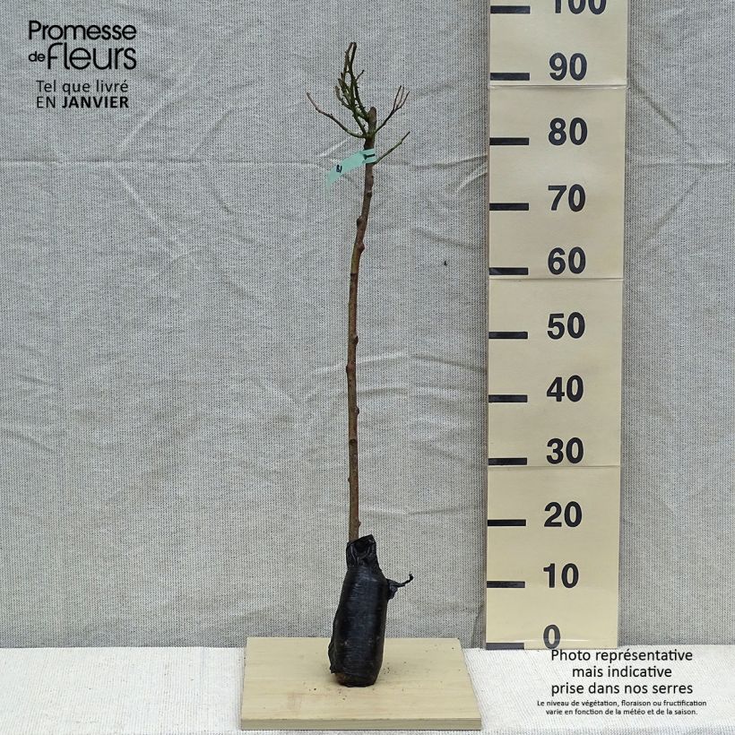 Rosal polyantha Heidi Klum (Rosal de pie alto) Raíz desnudaAltura de entrega aprox. 70/110cm Ejemplar entregado en invierno