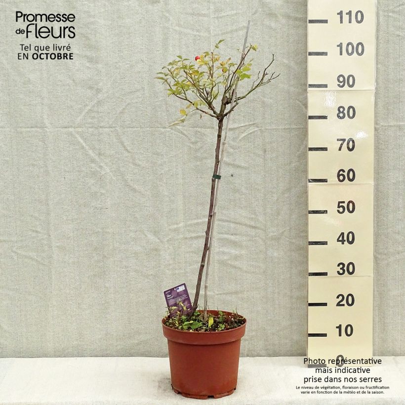 Ejemplar de Rosal polyantha Honeymilk (Rosal de pie alto) Maceta 7,5L/10L entregado en otoño