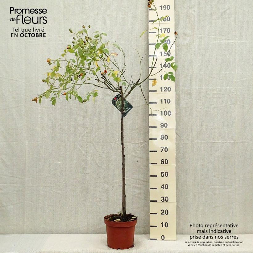 Ejemplar de Rosal Iceberg (Rosal de pie alto) Maceta 7,5L/10L entregado en otoño