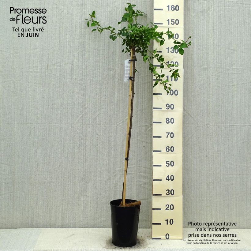 Ejemplar de Rosal New Dawn (Rosal de pie alto) Maceta 7,5L/10LAltura de entrega aprox. 130/170cm entregado en verano