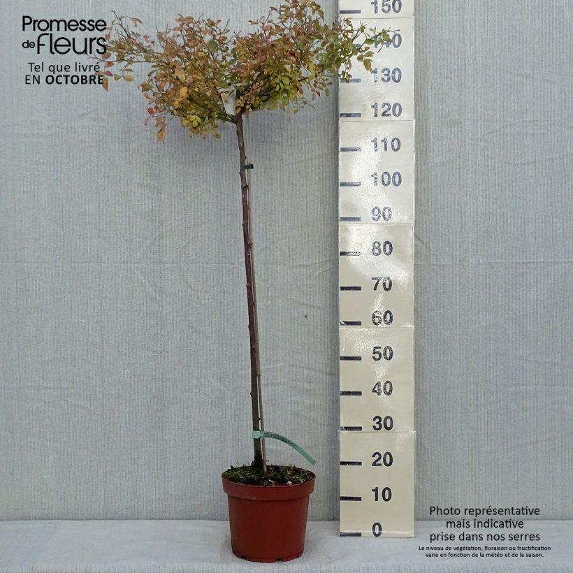 Ejemplar de Rosal The Fairy (Rosal de pie alto) Maceta 7,5L/10L entregado en otoño