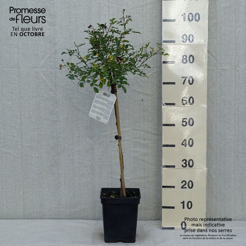 Ejemplar de Rosal The Fairy (Rosal de pie alto) Maceta 4L/5L entregado en otoño