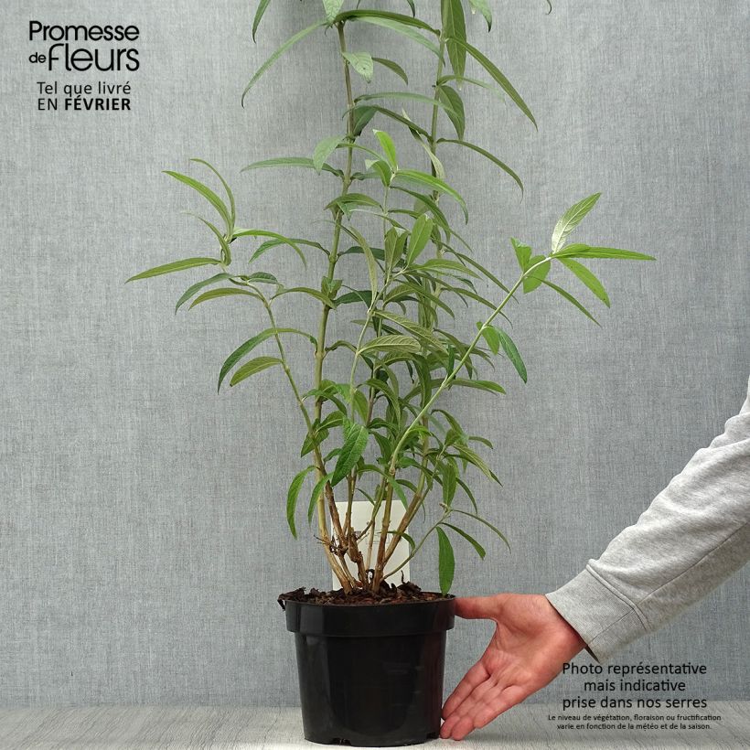 Ejemplar de Rostrinucula dependens Happy Cascade Maceta 3L/4L entregado en otoño