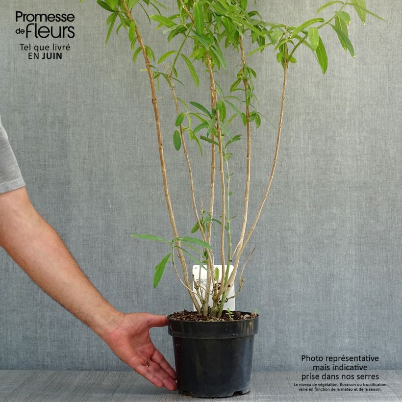 Ejemplar de Rostrinucula dependens Happy Cascade - Menthe en arbre Pot de 3L/4L entregado en verano