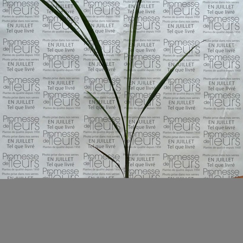 Ejemplar de Roystonea regia - Palmera real Maceta de 12 cm / 13 cmAltura de entrega aprox. 20/30cm entregado en verano