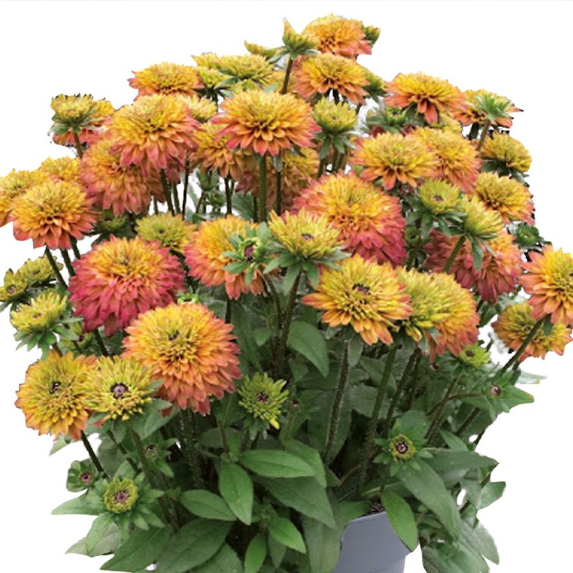 Rudbeckia Rudy Double Rose Yellow (Floración)