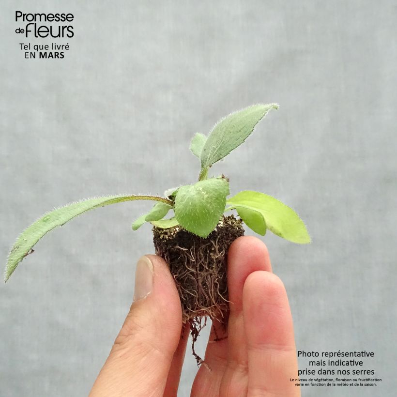 Rudbeckia hirta Cherry Brandy Bandeja de semillero: cepellón 3,8 cm x 3,2 cm en bandeja de cultivo por 16 Ejemplar entregado en la primavera
