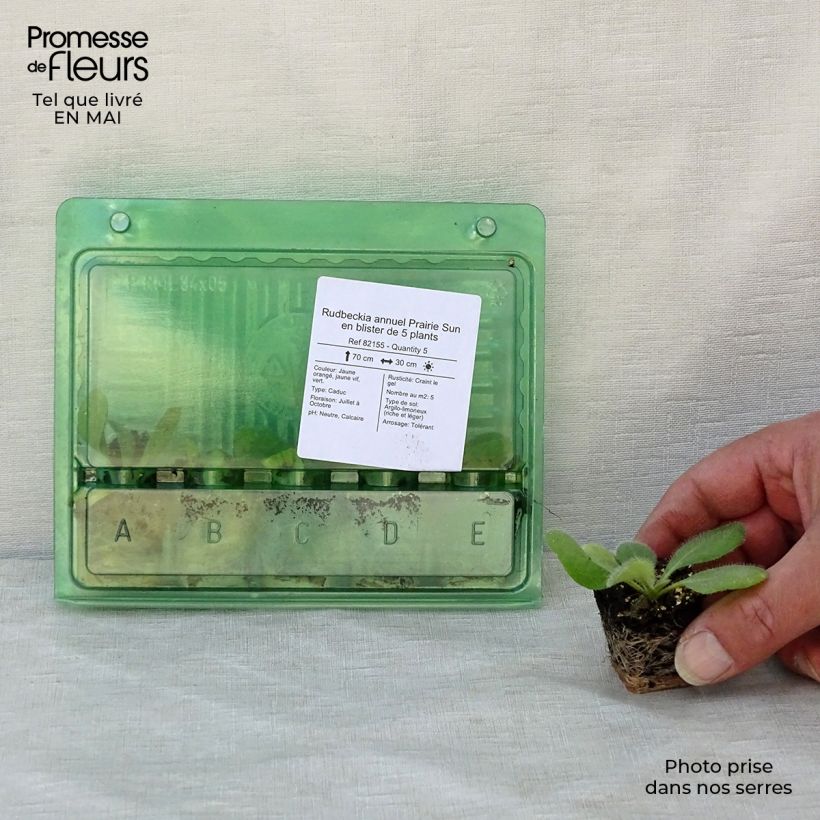 Rudbeckia hirta Prairie Sun minicepellón: Ø 3/4 cm Ejemplar entregado en la primavera