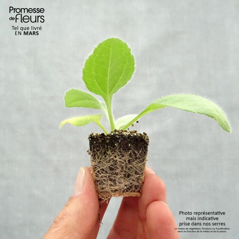 Rudbeckia hirta Prairie Sun Bandeja de semillero: cepellón 3,8 cm x 3,2 cm en bandeja de cultivo por 16 Ejemplar entregado en la primavera