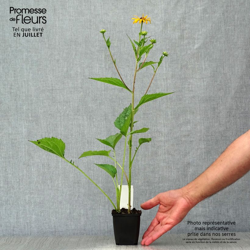 Ejemplar de Rudbeckia fulgida Early Bird Gold Godet de 9cm entregado en verano