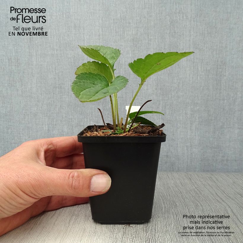Ejemplar de Rudbeckia fulgida Goldsturm Maceta de 8/9 cm entregado en otoño