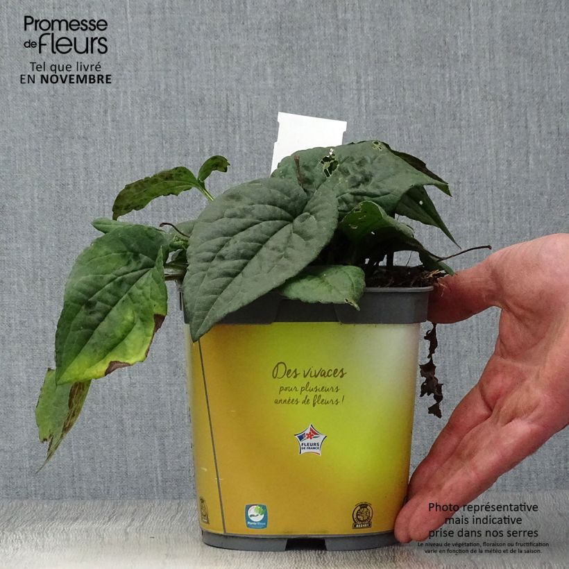 Ejemplar de Rudbeckia fulgida Goldsturm Maceta 2L/3L entregado en otoño