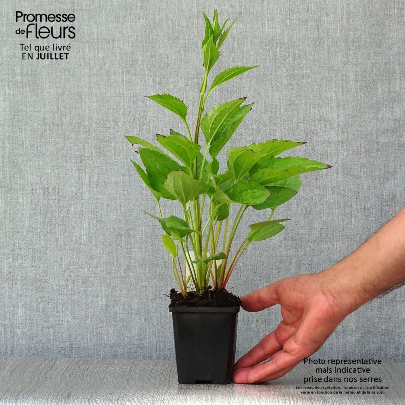 Ejemplar de Rudbeckia fulgida var.sullivantii Little Goldstar Maceta de 8/9 cm entregado en verano