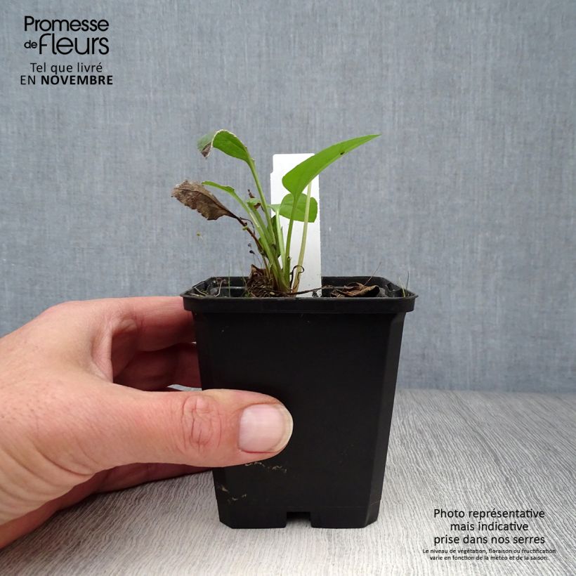Ejemplar de Rudbeckia occidentalis Green Wizard Maceta de 8/9 cm entregado en otoño