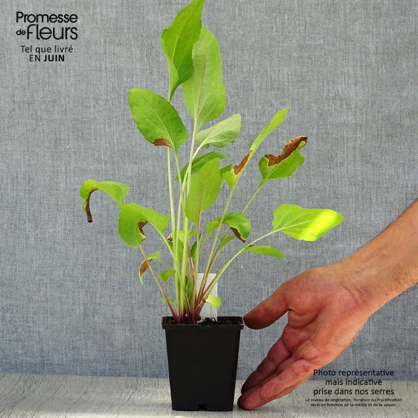 Ejemplar de Rudbeckia occidentalis Green Wizard Godet de 9cm entregado en verano