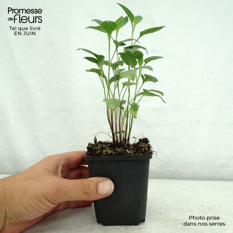 Ejemplar de Rudbeckia subtomentosa Little Henry - Rudbeckie Godet de 9cm entregado en verano