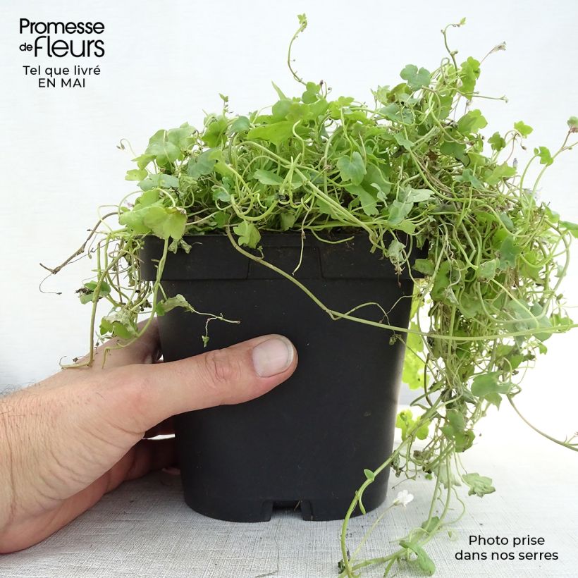 Cymbalaria muralis - Palomilla de muro Maceta de 8/9 cm Ejemplar entregado en la primavera