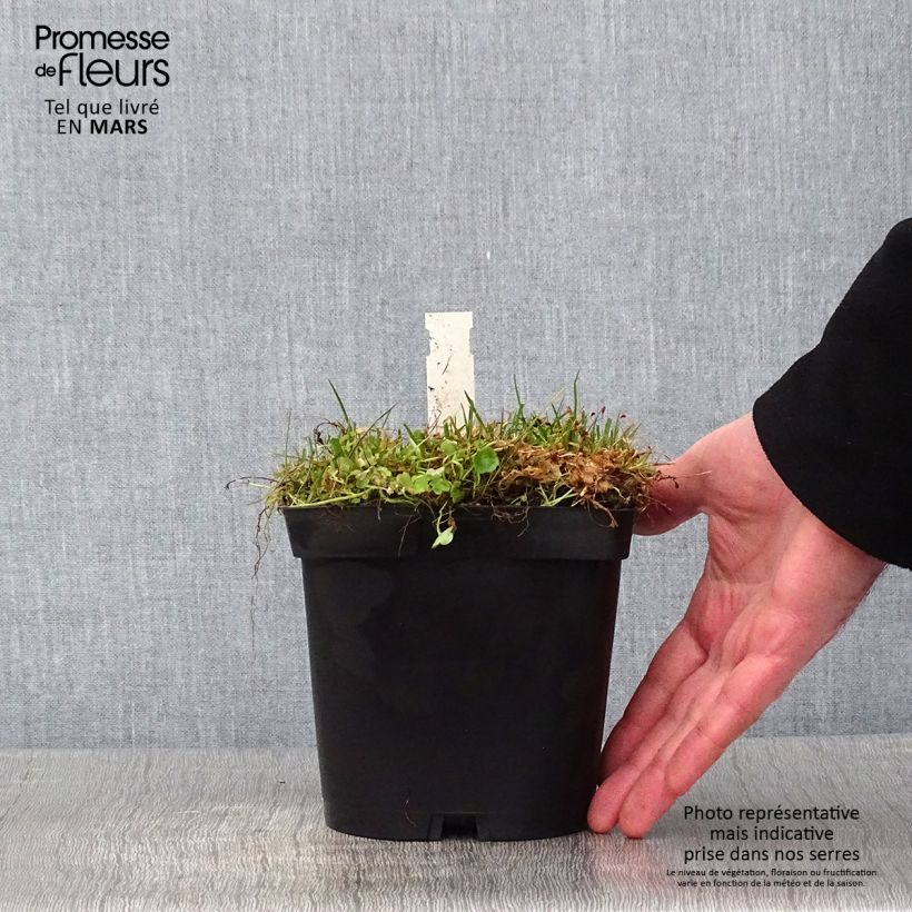 Cymbalaria muralis - Palomilla de muro Maceta 2L/3L Ejemplar entregado en invierno