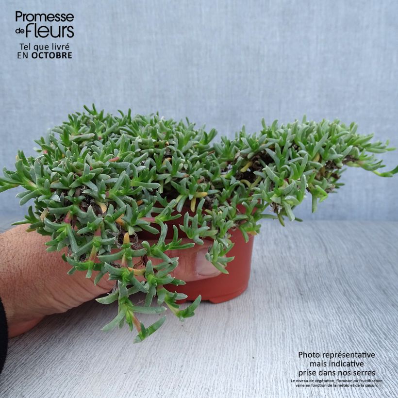 Ejemplar de Ruschia prostrata Maceta de 8/9 cm entregado en otoño