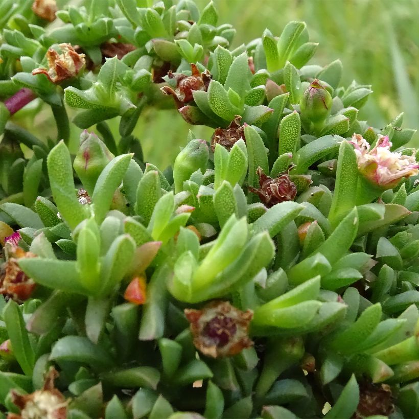 Ruschia prostrata (Follaje)
