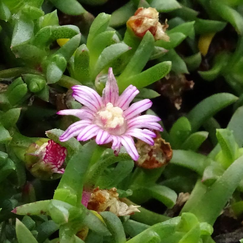 Ruschia prostrata (Floración)