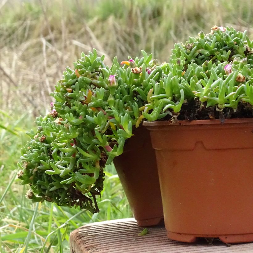 Ruschia prostrata (Porte)