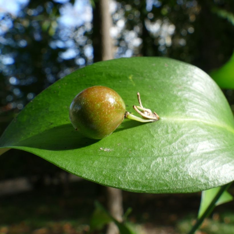 Ruscus hypoglossum - Brusco de hojas anchas (Cosecha)