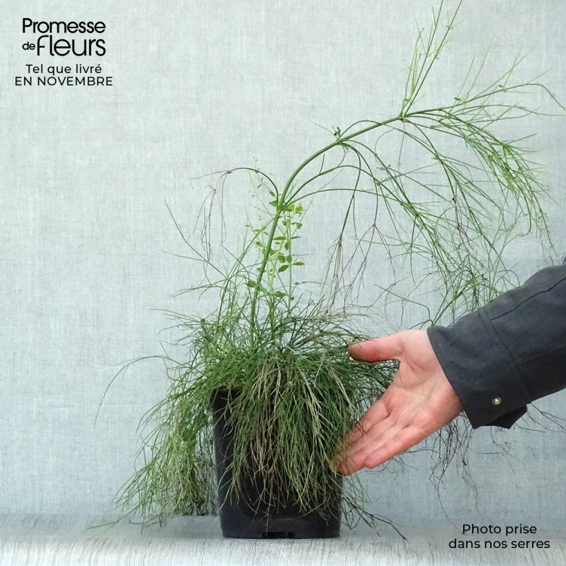 Ejemplar de Russelia equisetiformis - Ruselia Maceta 3L/4L entregado en otoño