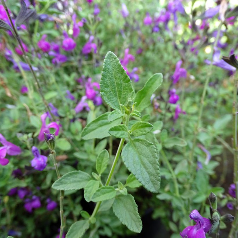 Salvia greggii ARCTIC BLAZE Purple - Salvia de otoño (Follaje)